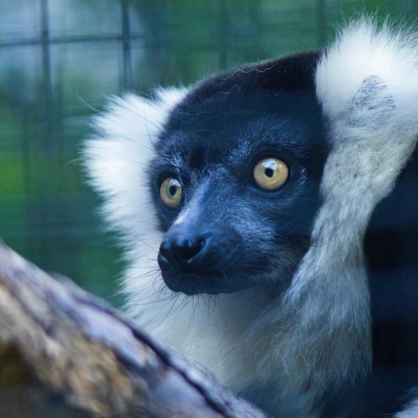 A tale of two forests could reveal path forward for saving endangered lemurs