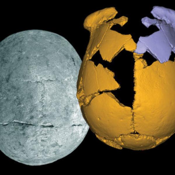 Ancient skulls may belong to elusive humans called Denisovans