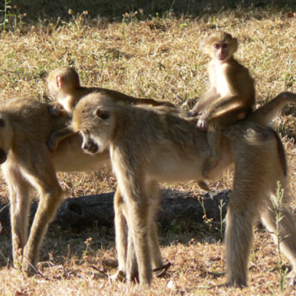 How Do the Smallest and Largest Baboon Species Compete for Reproductive Success in a Natural Hybrid Zone