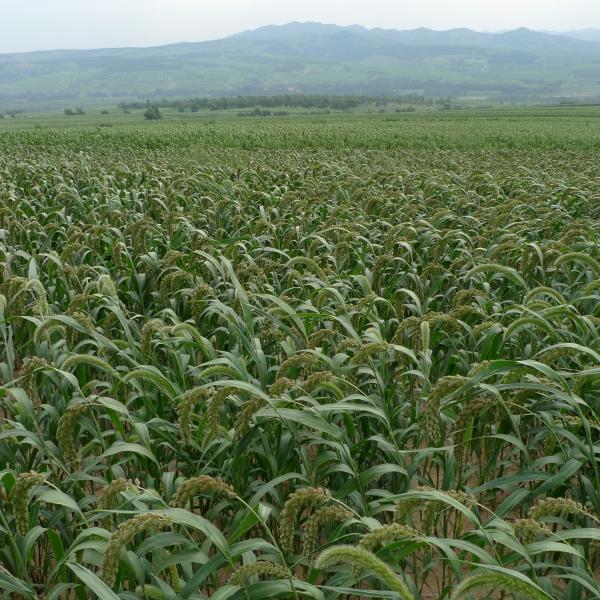 Liu and colleagues receive NSF funding for millet research