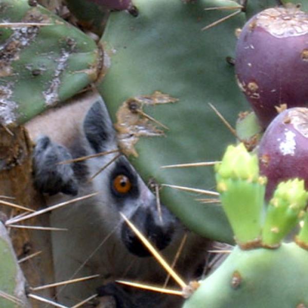 Introduced cacti, sacred forests, and ring-tailed lemurs