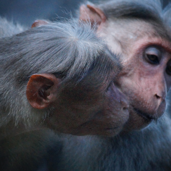 Primate Behavior Lab Department Of Anthropology 1230