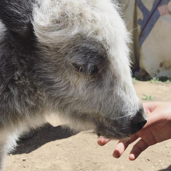 Earliest evidence for domestic yak found using both archaeology, ancient DNA