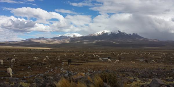 alpacas eat in the andes