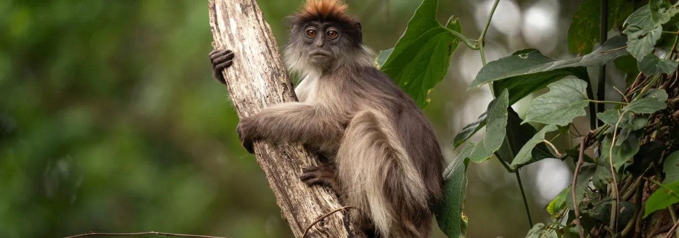 WashU team to study virus transmission, human-wildlife interaction