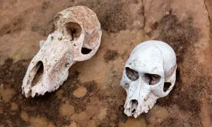 two skulls of primates, side-by-side on bare ground