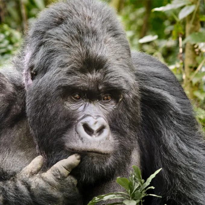 Gorilla in Congo