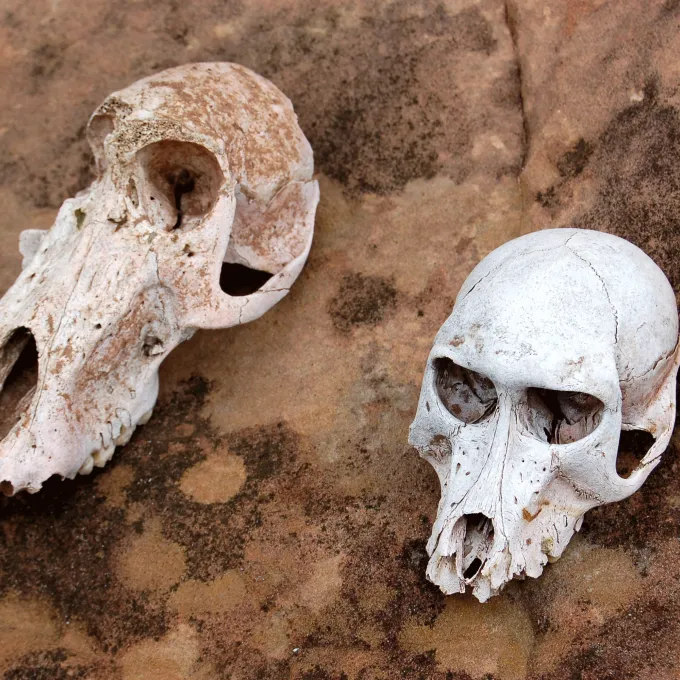 two skulls of primates, side-by-side on bare ground
